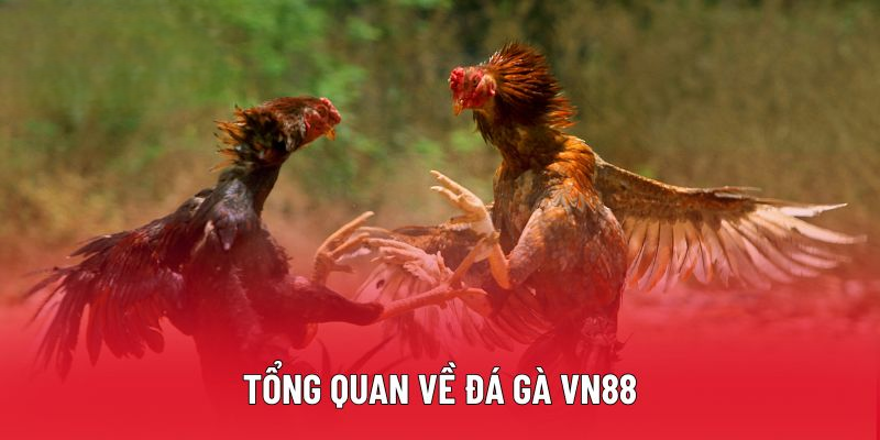 Đá gà VN88 – Quy tụ trận đấu kịch tính, kèo cược hấp dẫn